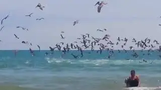 Pelicans Suddenly Dive Into the Ocean 😱🌊