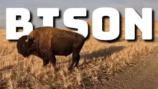 Camping next to BISON in a HOT TENT