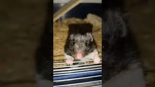 Hamster sind s&uuml;&szlig; und kuschelig? Sie sind wahre Zerst&ouml;rungsmaschinen!| Tierfamilie absolut Wahnsinn
