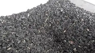 Sunflower oil demo 1 hour 300 kg crushing capacity three phase
