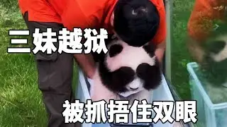 三妹越狱被外公抓包，害羞的立马捂住双眼，小小年纪怎么就这么会拿捏人心～【你好大熊猫】#大熊猫奇三妹