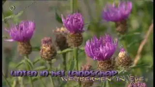 Linten in het Landschap - wegbermen in Ede