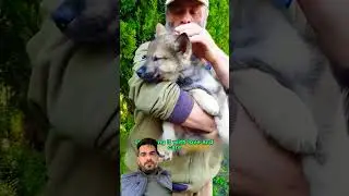 #dog #wolf #wolflife #rescue #animalrescue #rescuedog #shortvideo #animalshelter #animals #cute