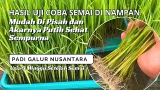 Hasil uji coba semai padi di nampan, Cabutanya Mudah dan akarnya putih sempurna