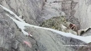 WildWings: In Search of Snow Leopards, Ladakh, India