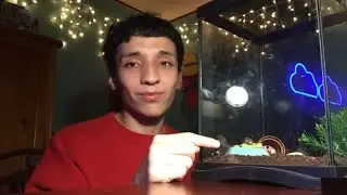 Snail setup and care routine