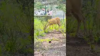 Captivating Wildlife Moments in Alberta's Wilderness #mustwatch #wildlife #deer #njnazmiayh