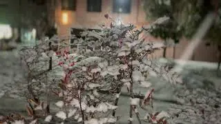 Nature Whisper smow4kPeaceful Winter Night ❄️ | Snowy Garden Ambience for Relaxation & Calm