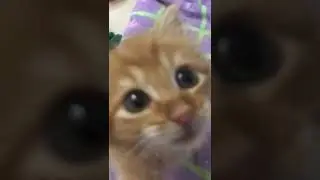 Close up of little cat meowing #shorts