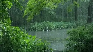 The beautiful lotus pond is raining(42) , sleep, relax, meditate, ASMR, Real Shot
