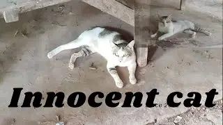 Innocent cat, beautiful cat. White cat is so cute. Cambo animals
