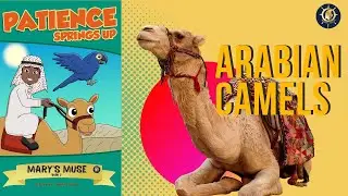 Arabian Camels| Camel Racing| Robot Jockey| STEAM Activity| @maryshelm