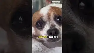 Dog cries after reuniting with her human after going on a holiday trip 🐶   #shorts #dog #cat #puppy