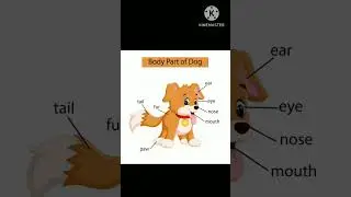 Body part of Dog #animals #bodyparts