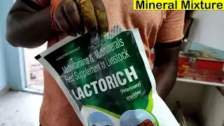 Cow Video | Lactorich Mineral Mixture | Multivitamins & Multiminerals Feed Supplement For Lactorich