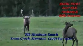 2016 Elk bugling at Elk Meadows Ranch hunt lease Rut15
