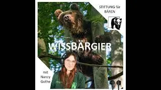 Der Malaienbär - mutig und minimalistischer Mondschein-Wanderer