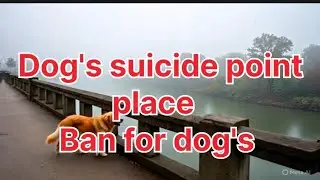 👉 &ldquo;Dogs Suicide Point Scotland Mystery Overtoun Bridge Secret&rdquo;#DogsSuicidePoint#OvertounBridge