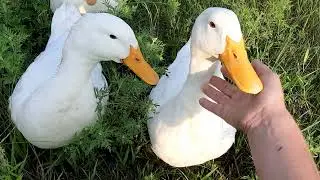 duck kisses