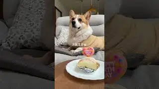 10才のお誕生日#コーギー #誕生日