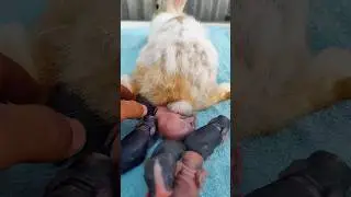 Rabbit Baby - Cute Rabbit giving Birth #shorts #rabbit #animals
