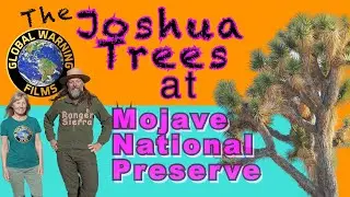 Joshua Trees in Peril