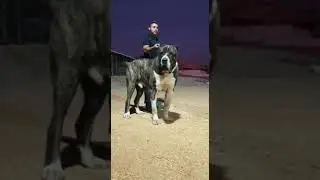 👀 Alabai Samson Is The Biggest Dog In The World!😲💯 #shorts