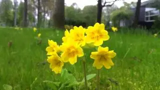Cowslip (Primula Veris) - 2012-05-05