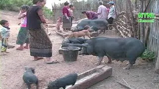 Hmoob Nplog teb lub neej txoj kev khwv