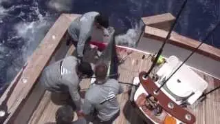 Giant Bluefin Tuna Off Cat Cay- Scott Robins on the Weez in the Keys