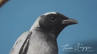 Black Faced Cuckoo Shrike (Coracina novaehollandiae)