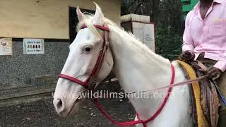Horse riding in misty Matheran | Tourists on horsebacks or hand pulled carriages