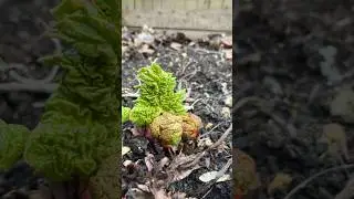 Rhubarb Growing March
