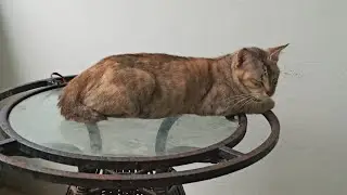 Кошки и котята &mdash; 773, 766, 675, 601, 518, 417, 400, 352, 276, 161, 123, 23, 183, 117, 15d