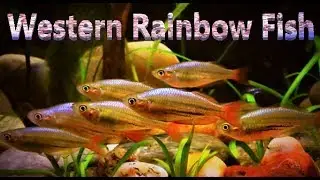 Western Rainbow Fish Care & Tank Set up Guide