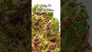 Great News For Cannabis Lovers!