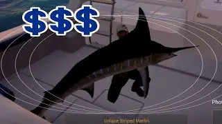 Unique Striped Marlin, fishing for a monster