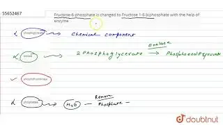 Fructose-6-phosphate is changed to Fructose 1-6 biphosphate with the help of enzyme