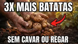 A Técnica Esquecida Da Batata Que Multiplica Produção Sem Trabalho