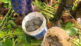 Catching Tortoise Video | Traditional boy Catching Tortoise | Village Fishing Video | B Fishing