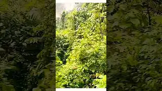 Beautiful train route to goa #travel #indian #nature #goa #rain #sightseeing
