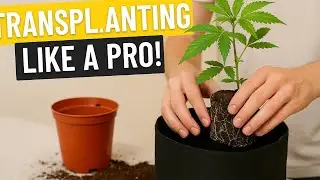 From solo cup to Smart pots. Easy way to transplant for success every time.