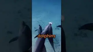 This Dolphin Did It On PURPOSE!