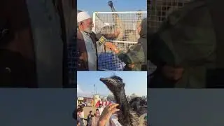 84 and still young , meet Gulam  Mohammad mir fond of expensive birds like Emu and Turkey