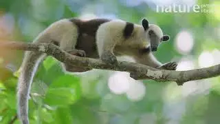 Northern tamandua juvenile sticking out tongue and looking around, Costa Rica
