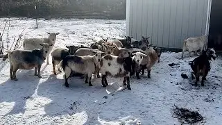 Would YOU Sell These Goats? | Hay Diet Changes & Arctic Blast Survival 🐐❄️