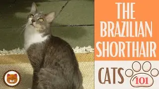 🐱 Cats 101 🐱 BRAZILIAN SHORTHAIR CAT - Top Cat Facts about the BRAZILIAN #KittensCorner