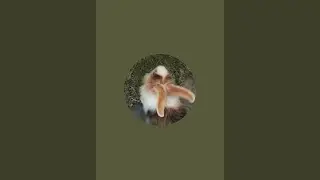 Cute Bunny Moments 🐇 | Adorable Rabbit Video #shorts