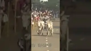 Rekla race #reklarace #trending #shorts  #racklasambavangal