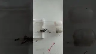 Carpenter ants update 2